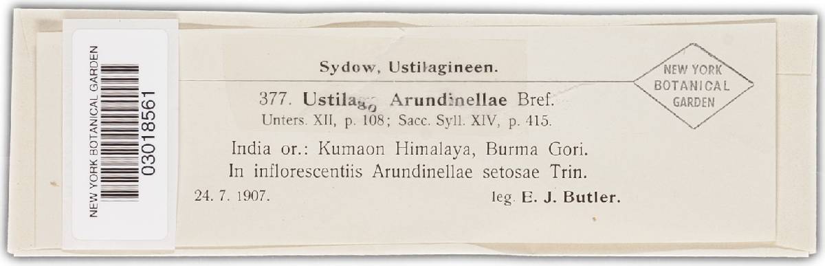 Sporisorium arundinellae image