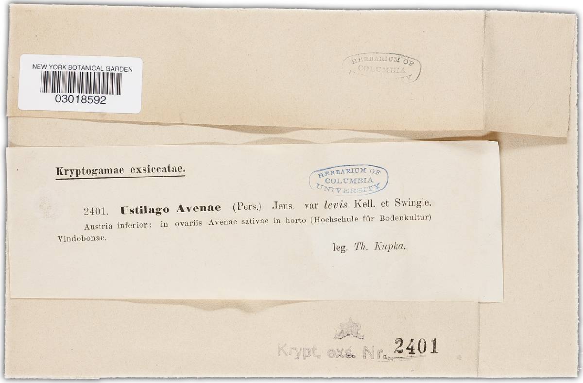 Ustilago avenae image