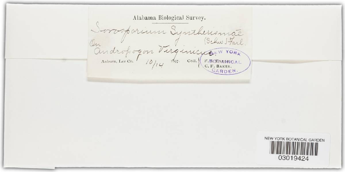 Sorosporium everhartii image