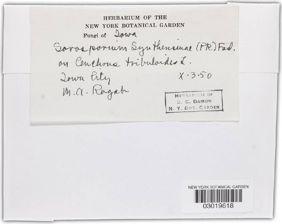 Sorosporium syntherismae image