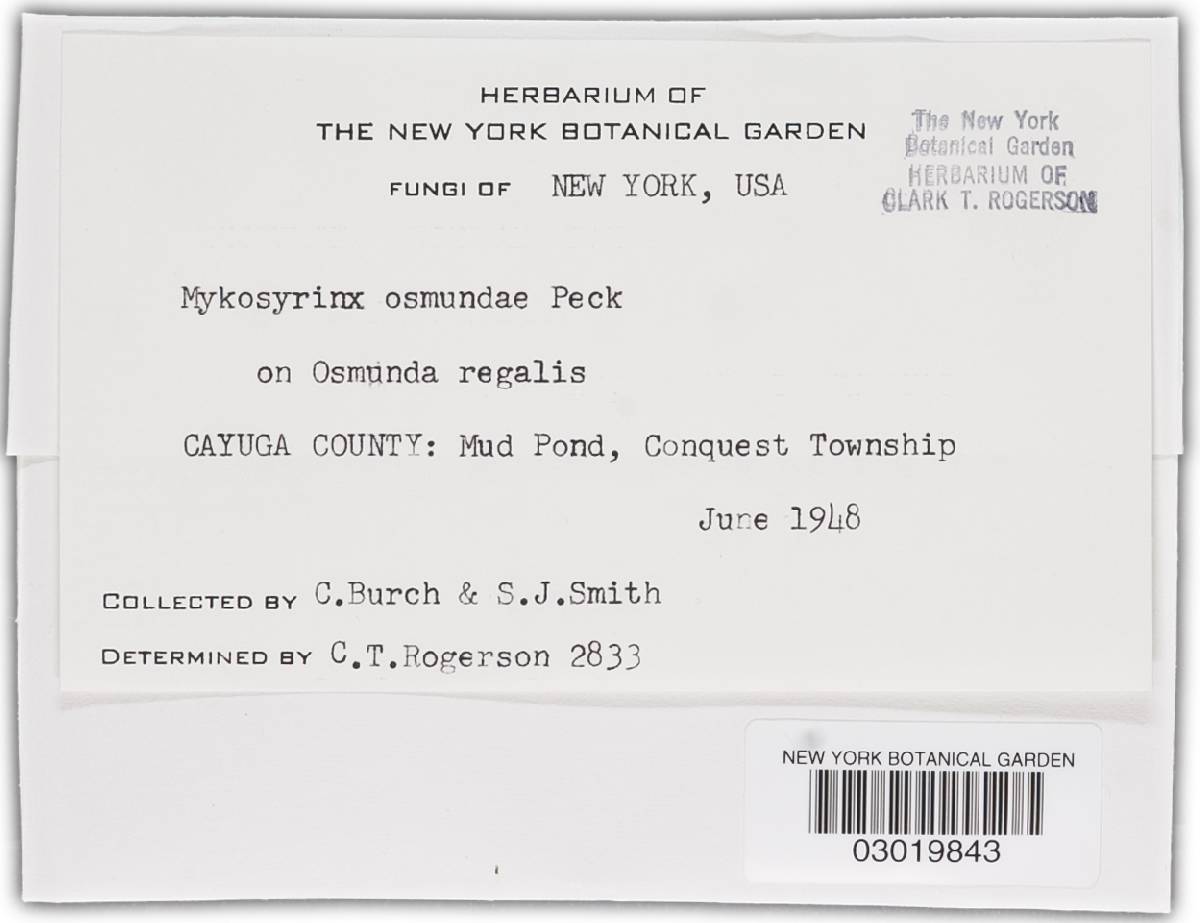 Mycosyrinx osmundae image