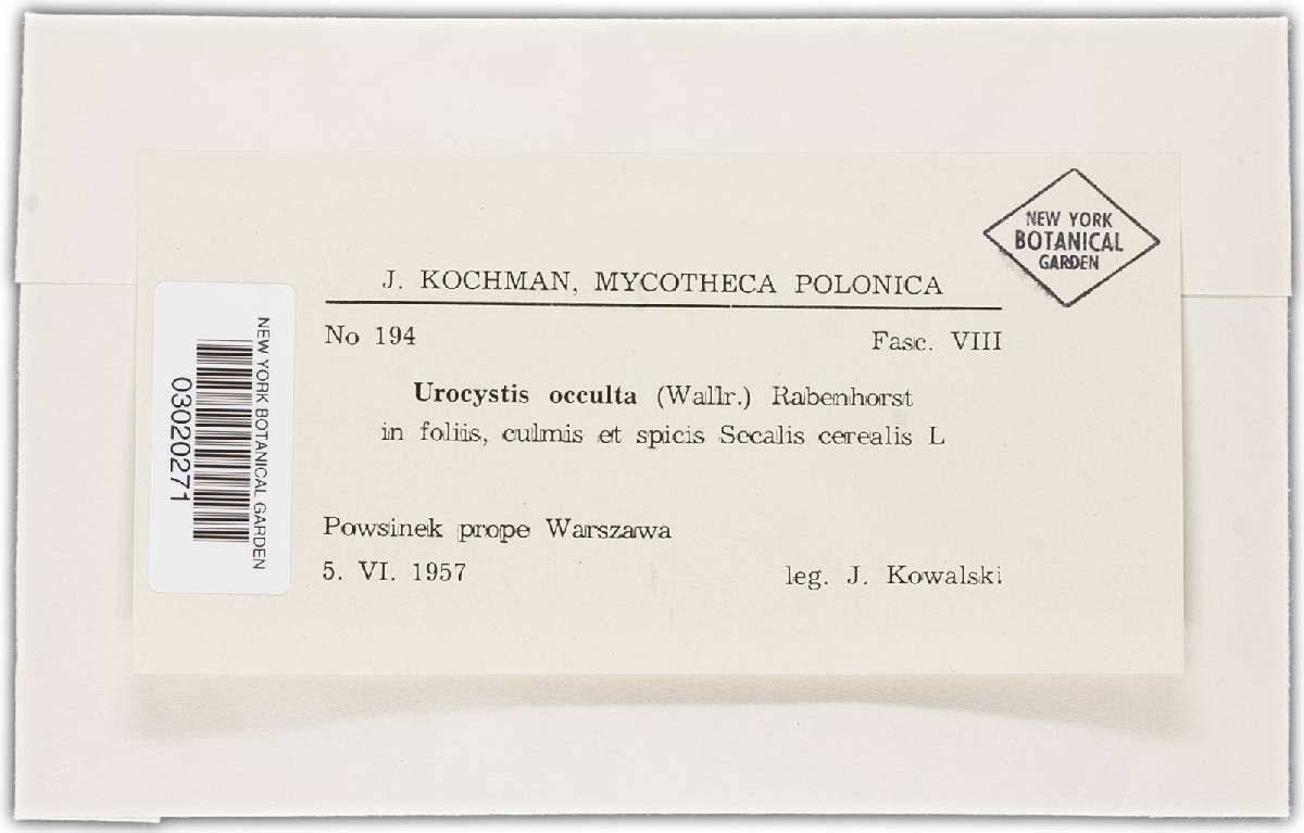Urocystis occulta image