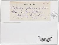 Graphiola phoenicis image