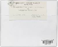 Melanopsichium austroamericanum image