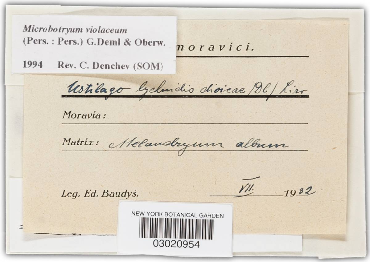 Microbotryum violaceum image