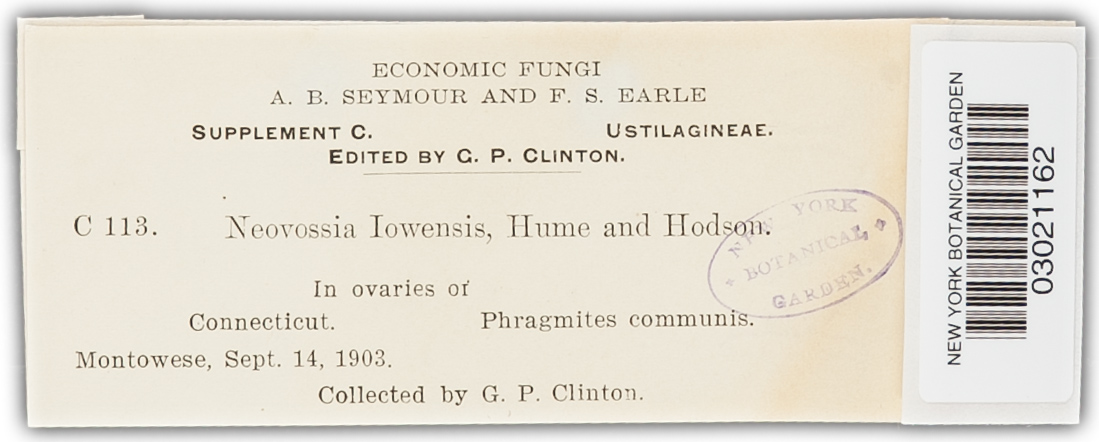 Neovossia iowensis image