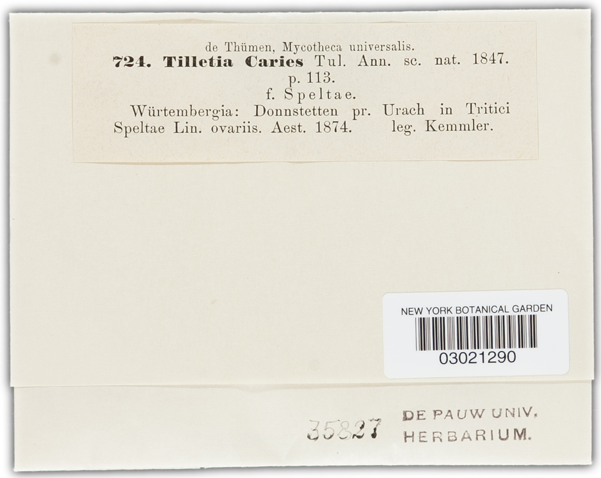 Tilletia caries image