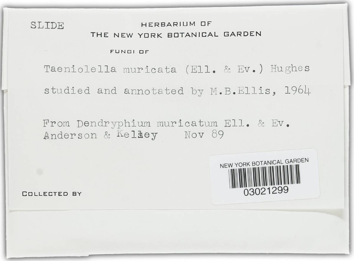 Taeniolella muricata image