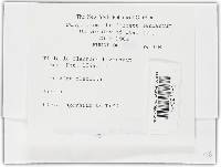 Tilletia flectens image