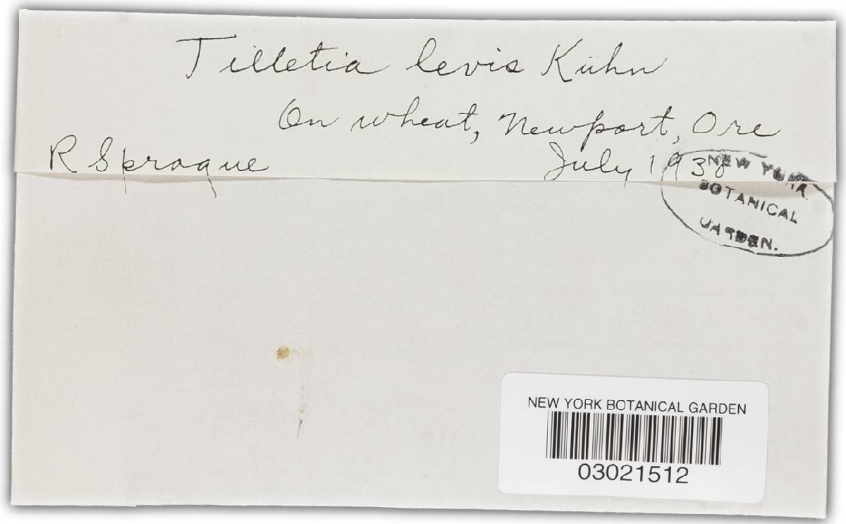 Tilletia laevis image