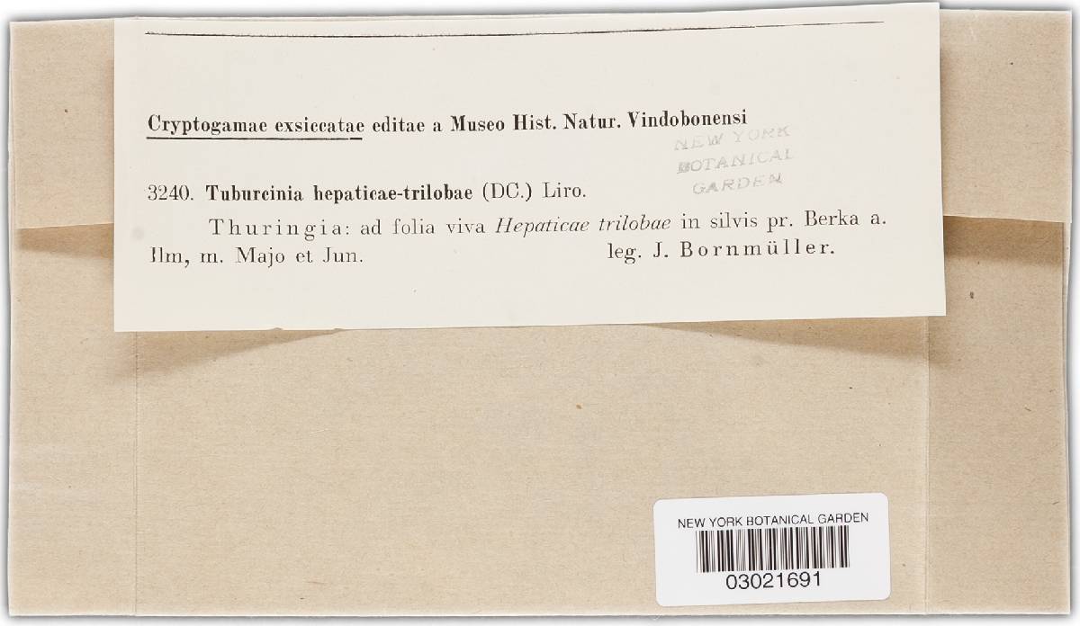 Tuburcinia hepaticae-trilobae image