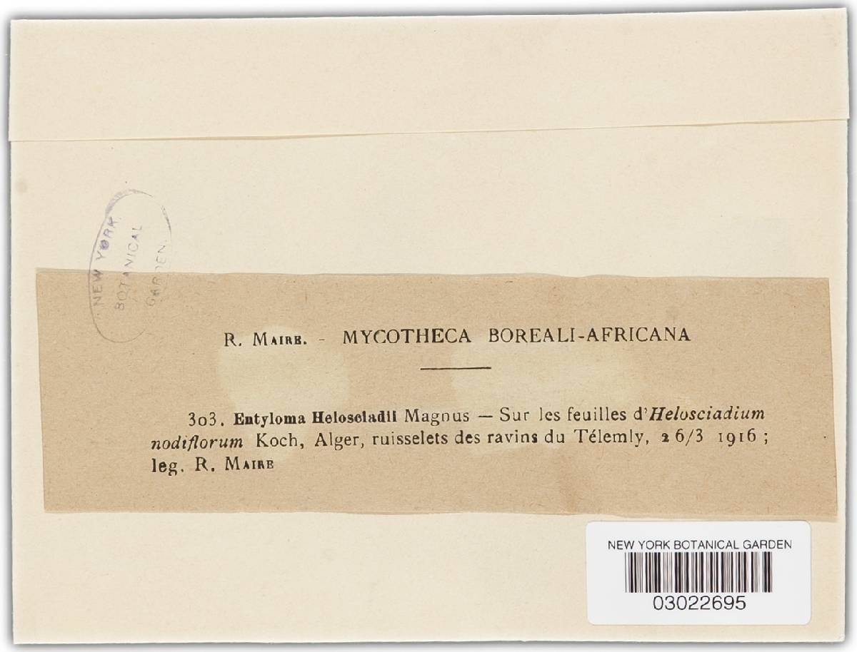 Entyloma helosciadii image