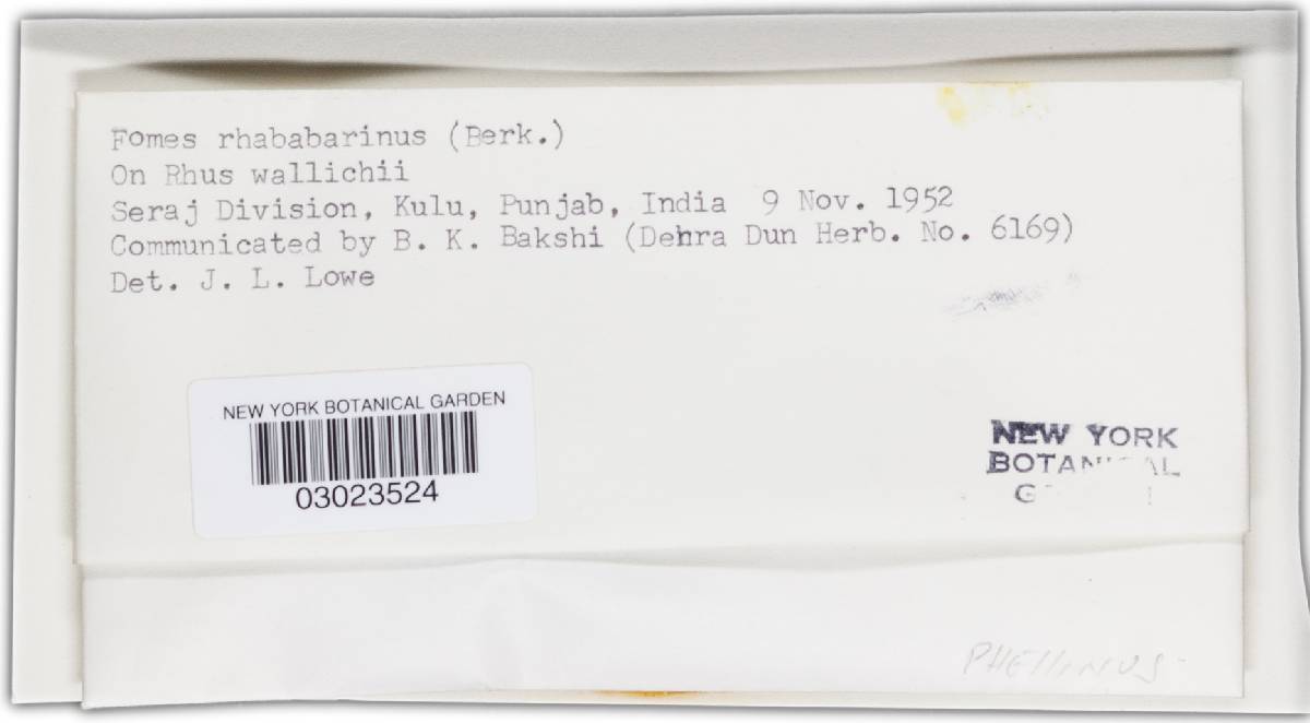 Fuscoporia rhabarbarina image