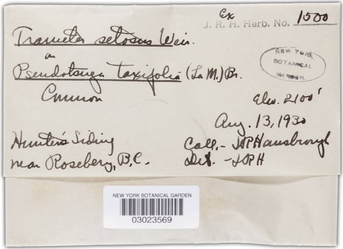 Phellinus viticola image