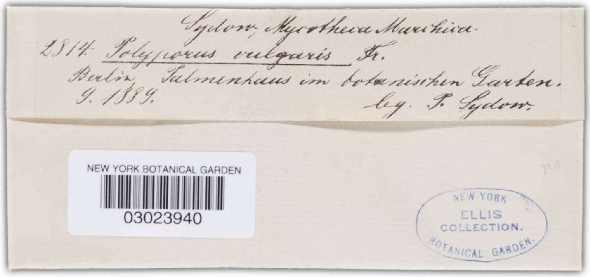 Sidera vulgaris image