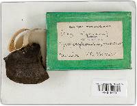 Phellinus igniarius image