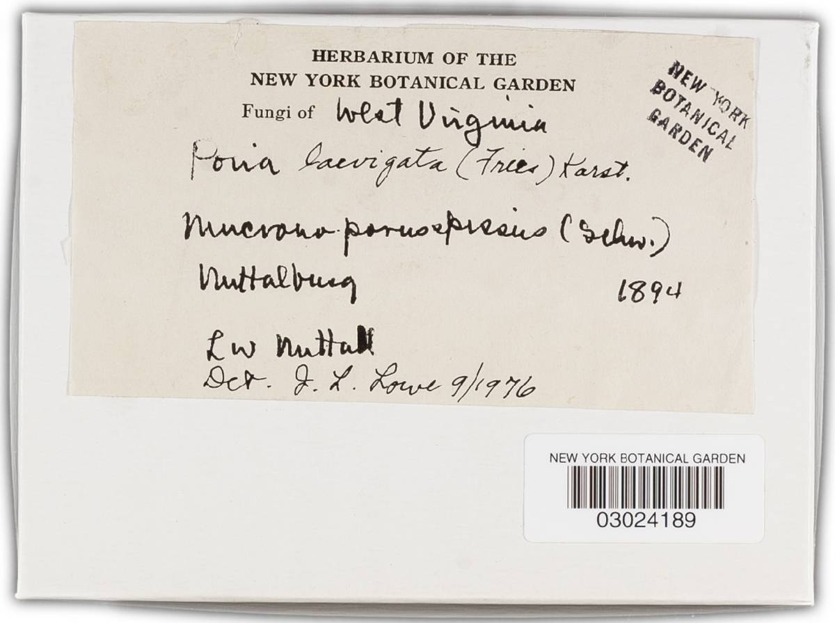 Phellinus laevigatus image