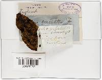 Phellinus conchatus image