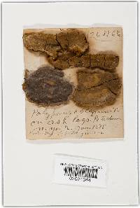 Phellinus conchatus image