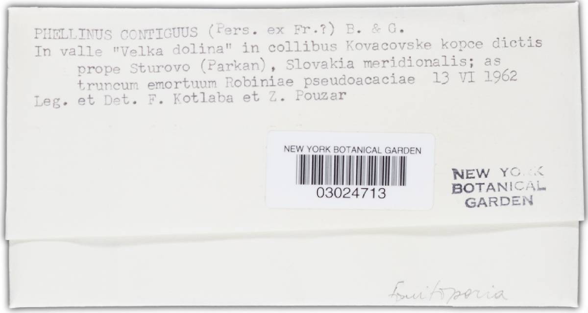 Fuscoporia contigua image