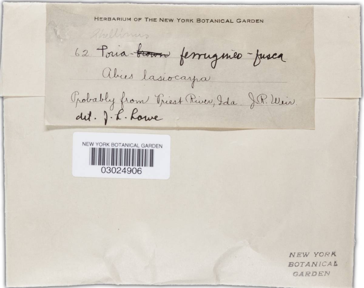 Phellinus ferrugineofuscus var. ferrugineofuscus image