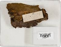 Phellinus conchatus image