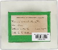 Phellinus conchatus image