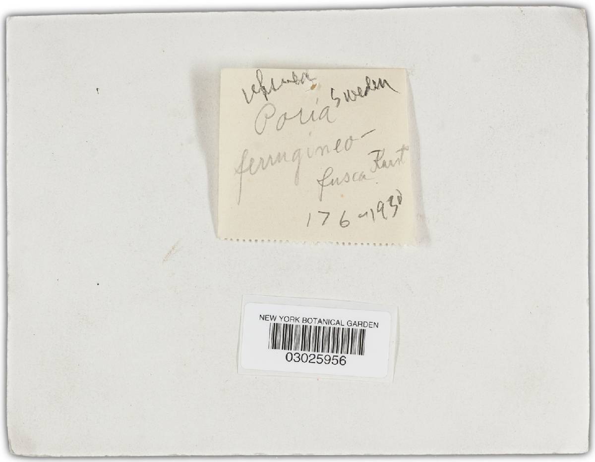 Phellinidium ferrugineofuscum image
