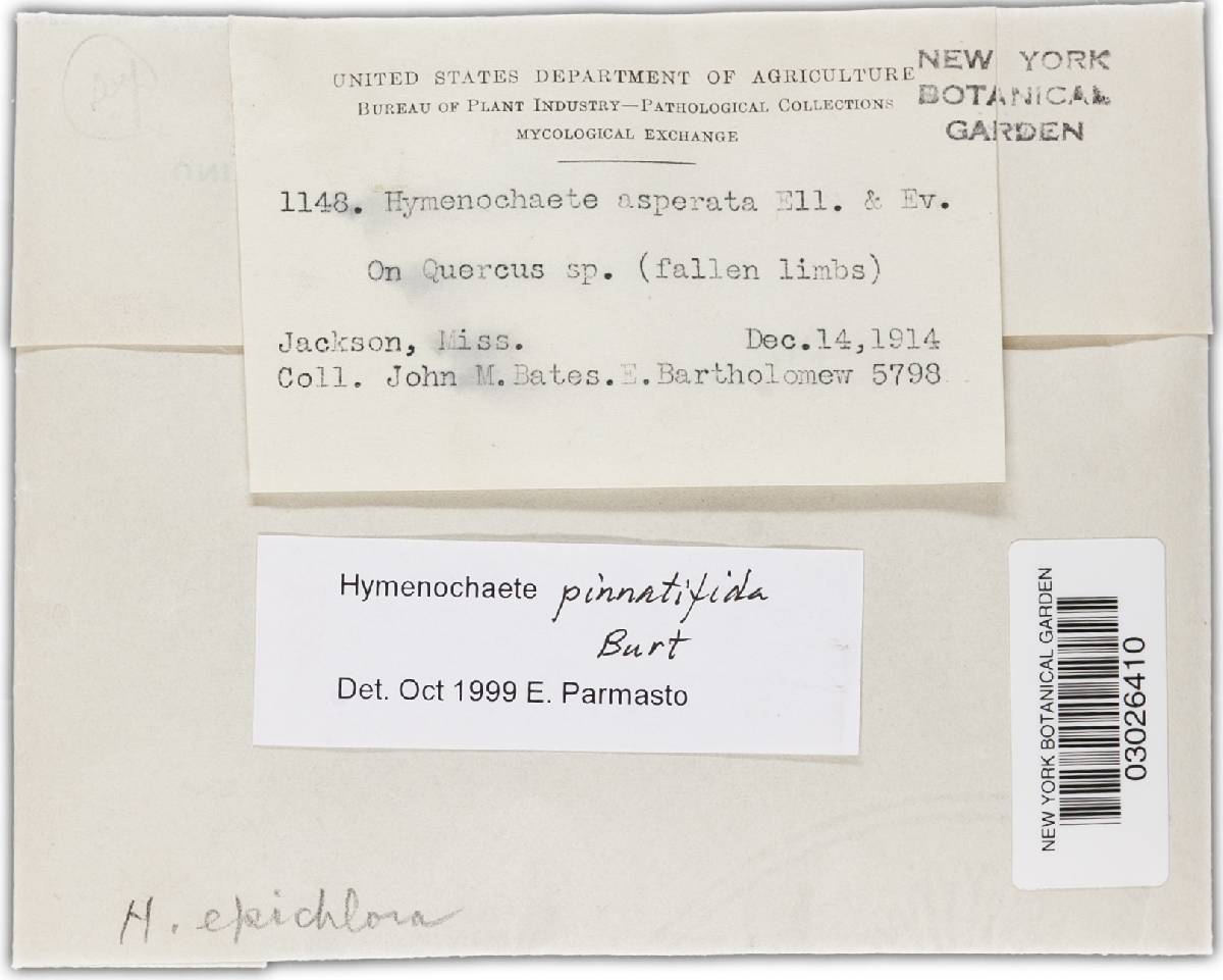 Hymenochaete pinnatifida image