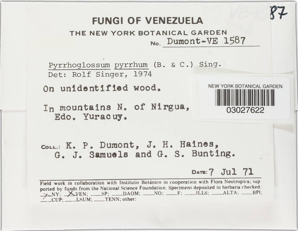 Pyrrhoglossum pyrrhum image
