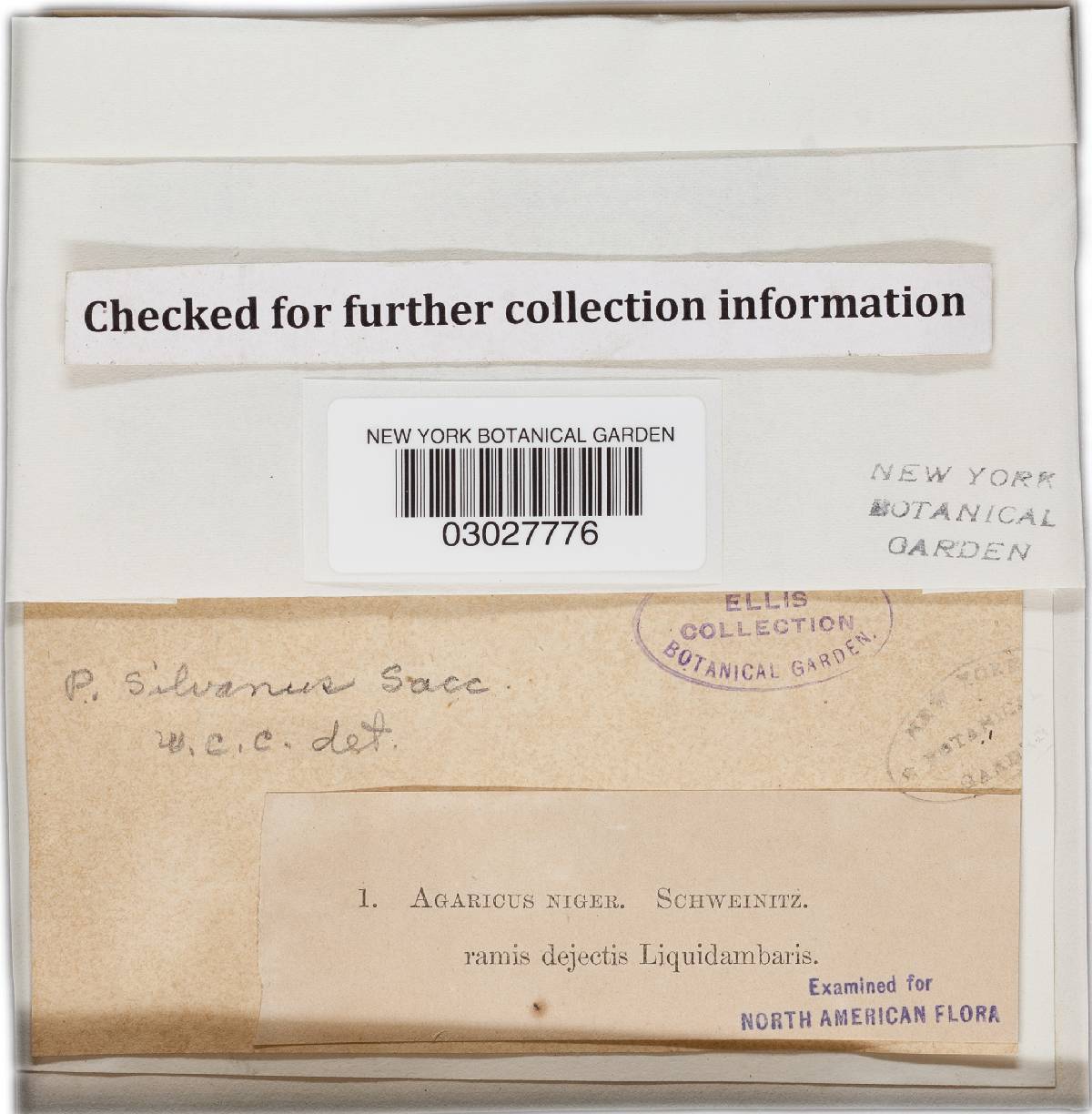 Hohenbuehelia silvana image