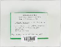 Rhodocollybia butyracea image