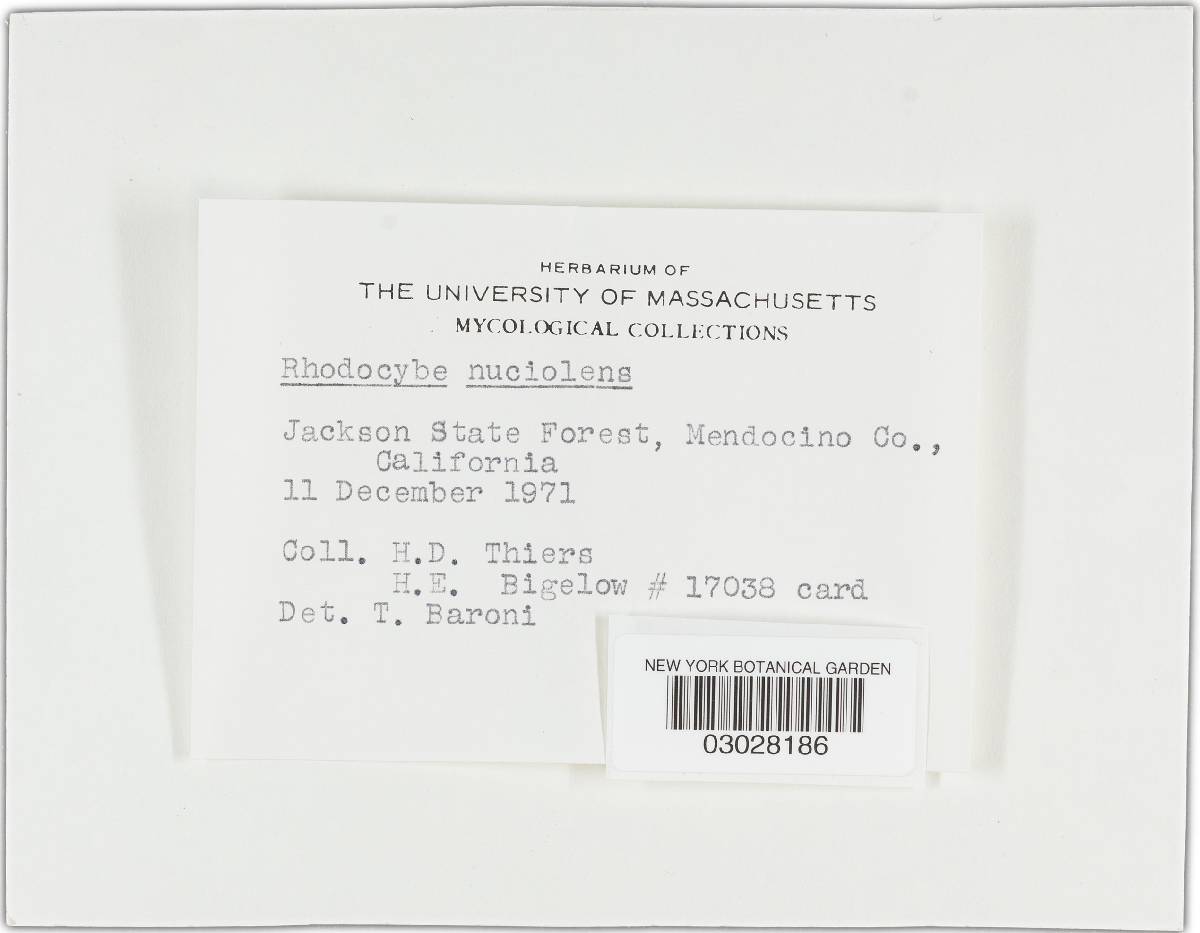 Rhodocybe nuciolens image