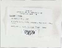 Rickenella fibula image