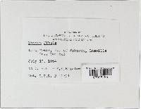 Rickenella fibula image