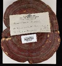 Ganoderma curtisii image