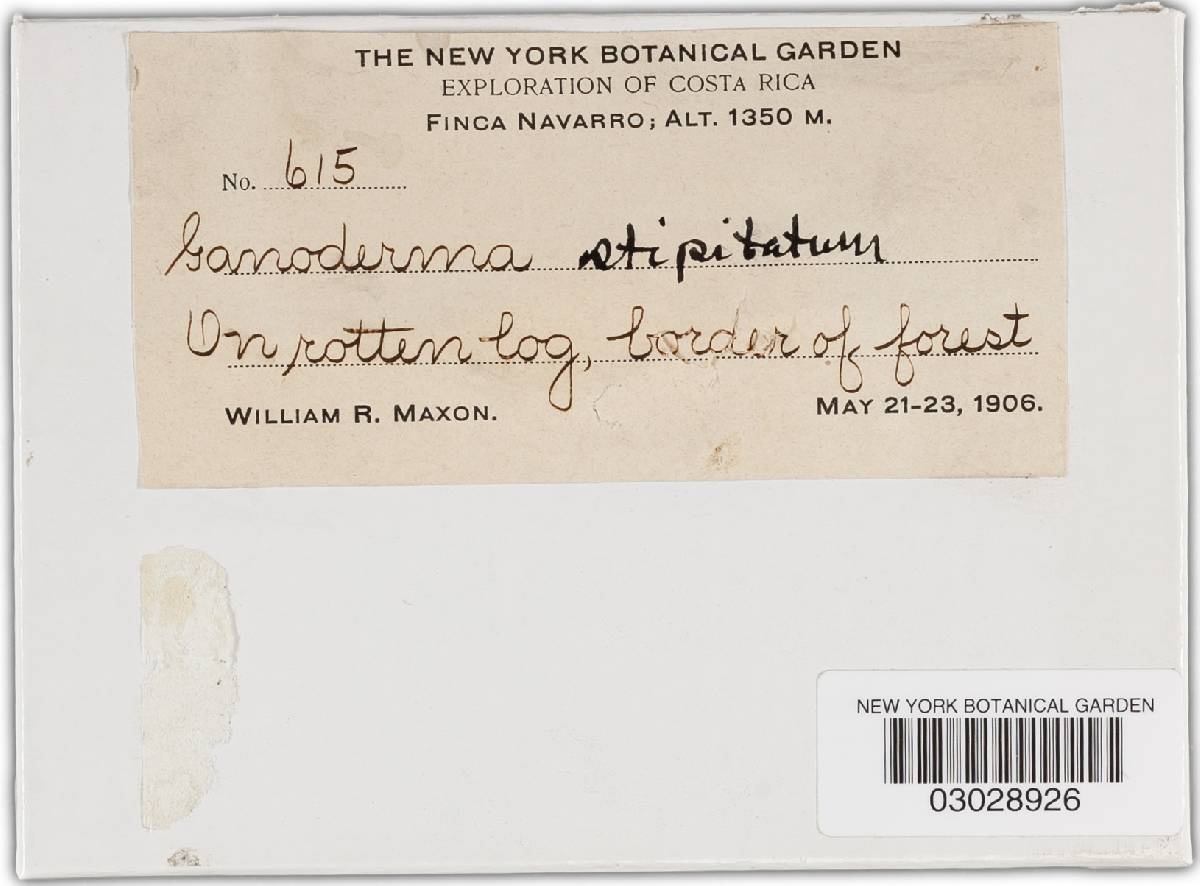 Ganoderma stipitatum image