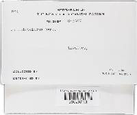 Phellinus gilvus image