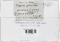 Phellinus gilvus image