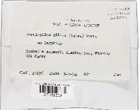 Phellinus gilvus image