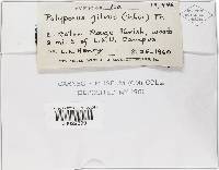 Phellinus gilvus image