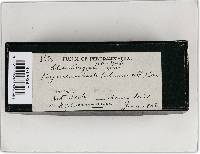 Pseudochaete tabacina image