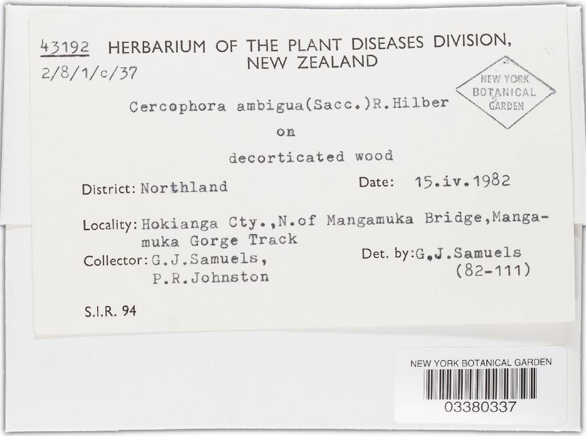 Cercophora ambigua image