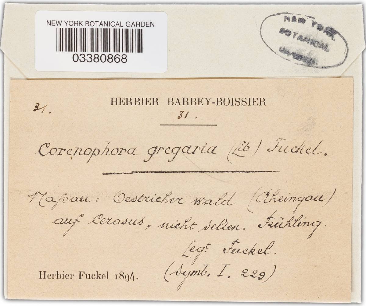 Coronophora gregaria image