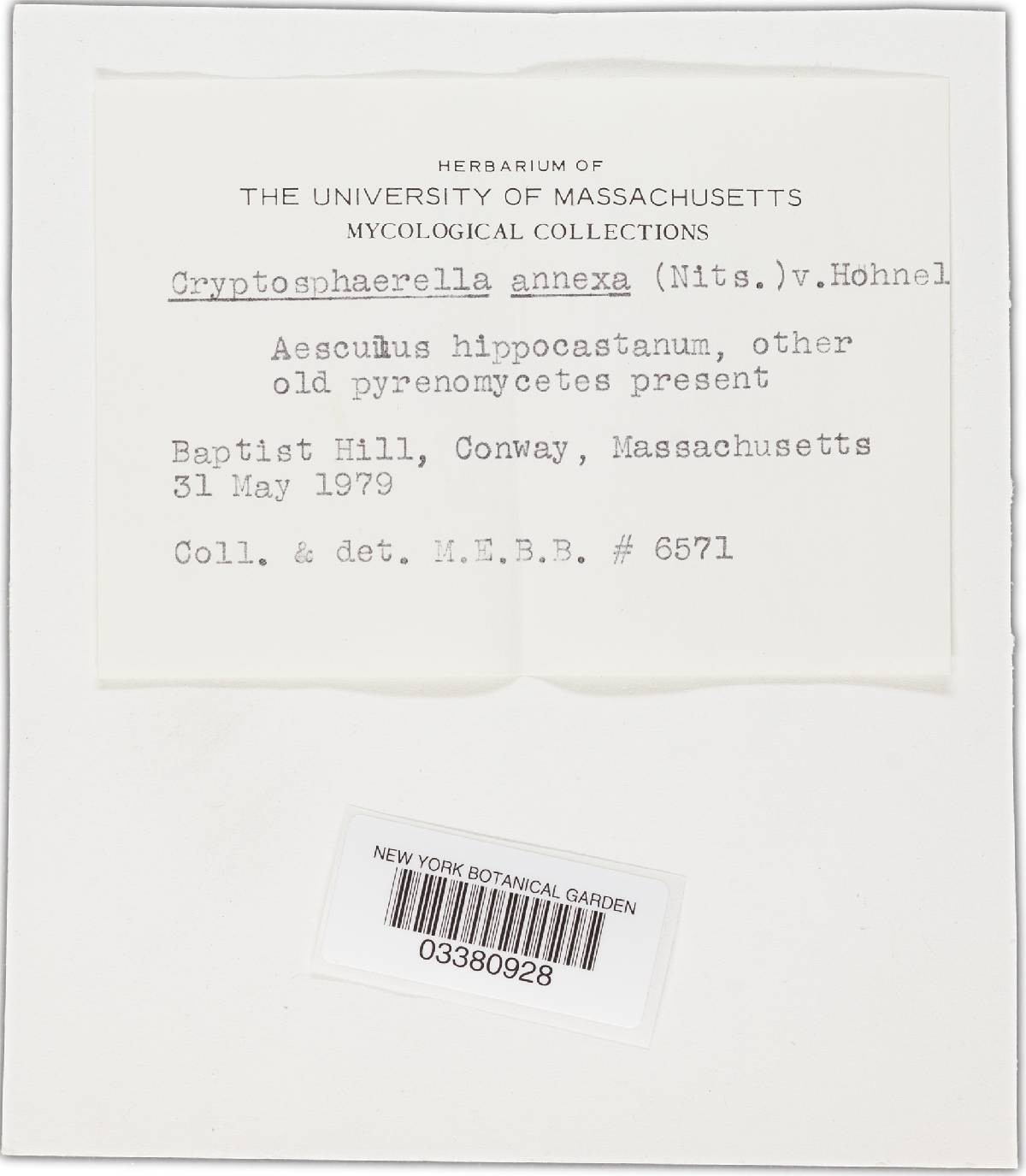 Coronophora annexa image
