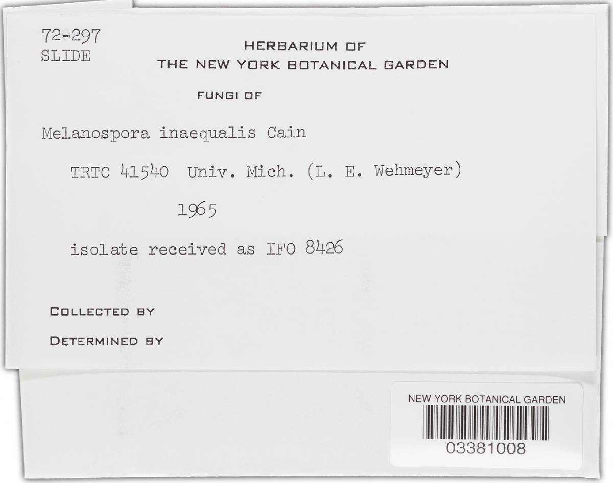 Schizothecium inaequale image