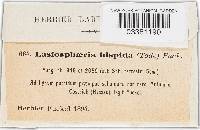 Lasiosphaeris hispida image