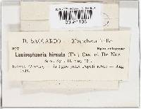 Lasiosphaeris hispida image