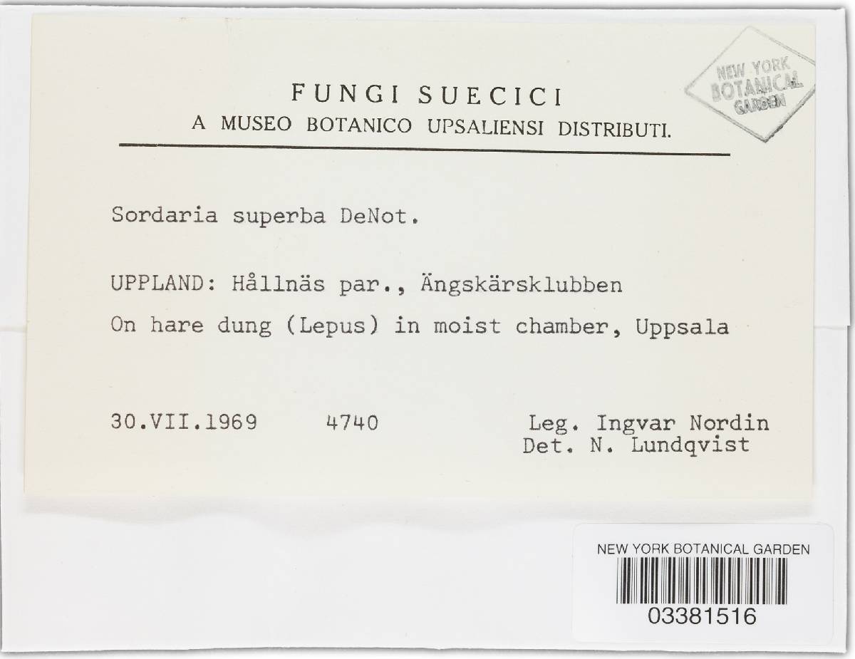Sordaria superba image