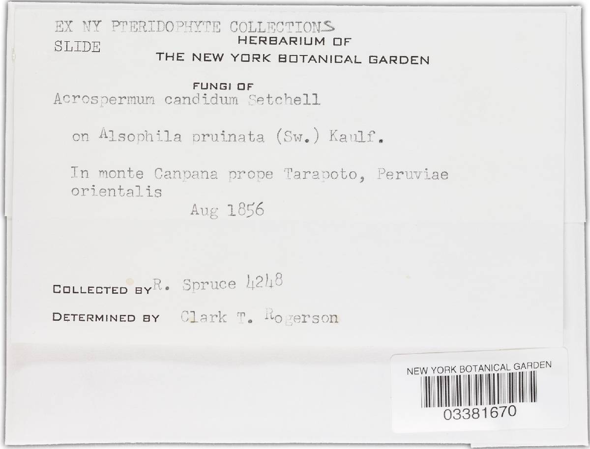Cyanodermella image